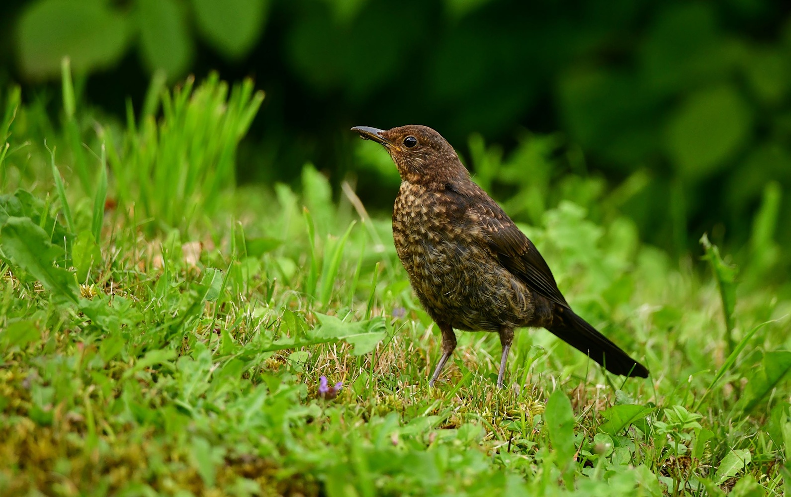 Amsel