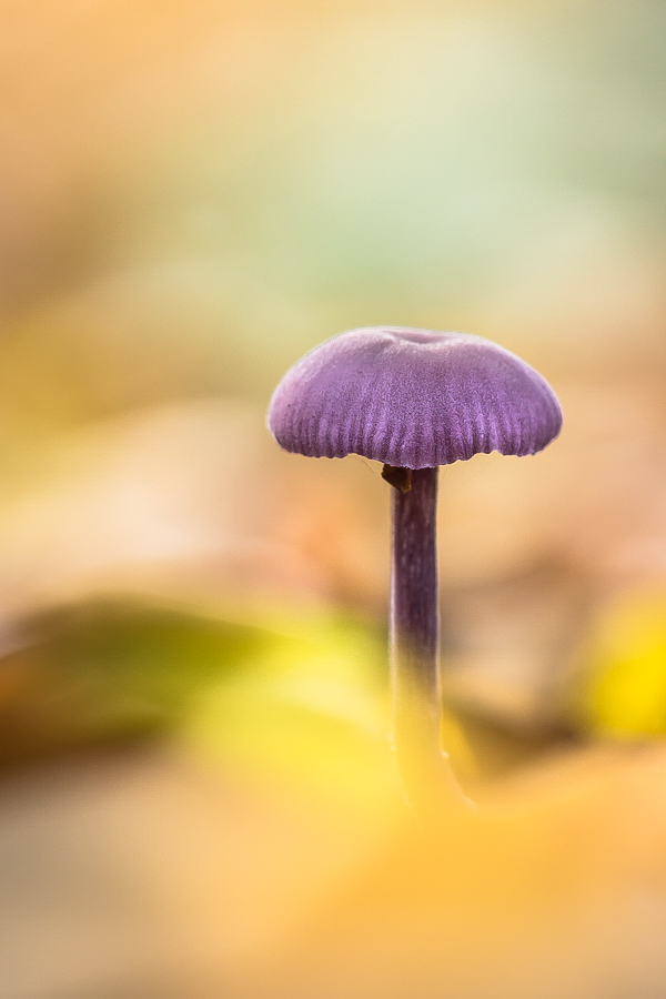 Im farbenfrohen Herbstlaub