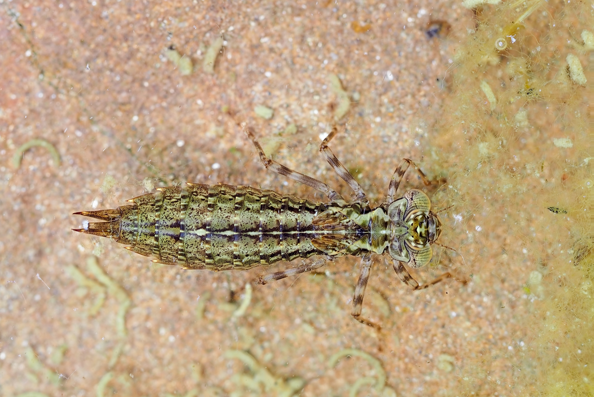 Larve von Anax imperator,