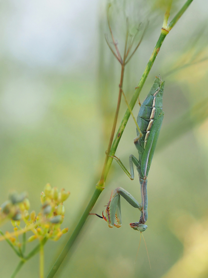 Mantis klassisch in natürlichem Umfeld