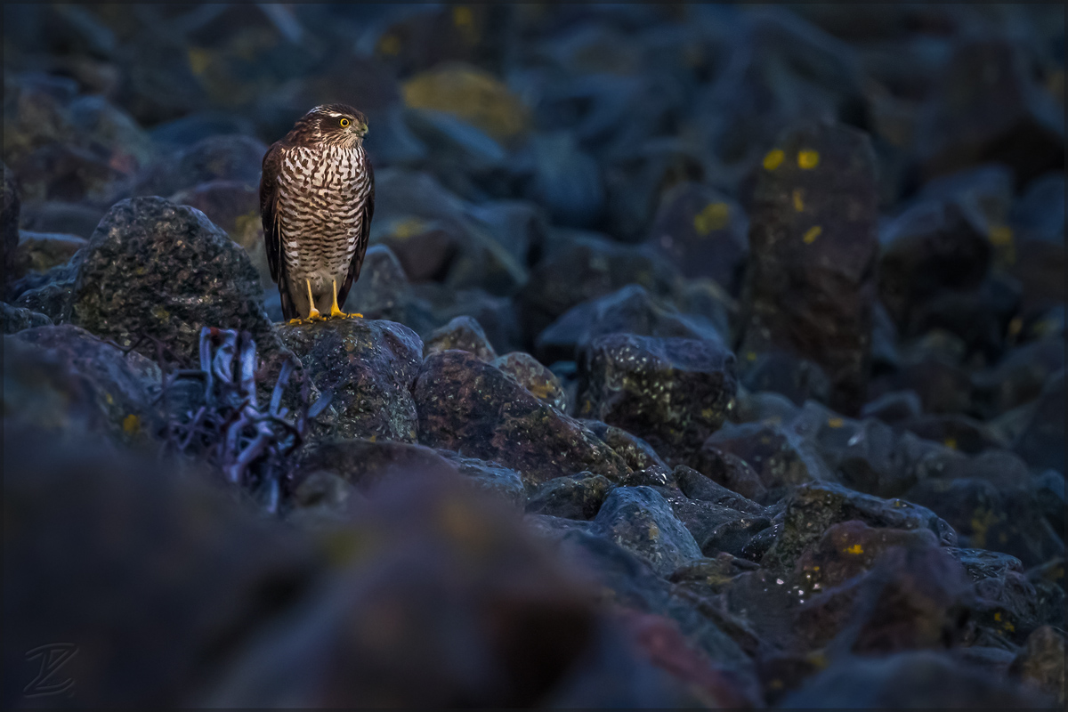 Sperber (Eurasian sparrowhawk)