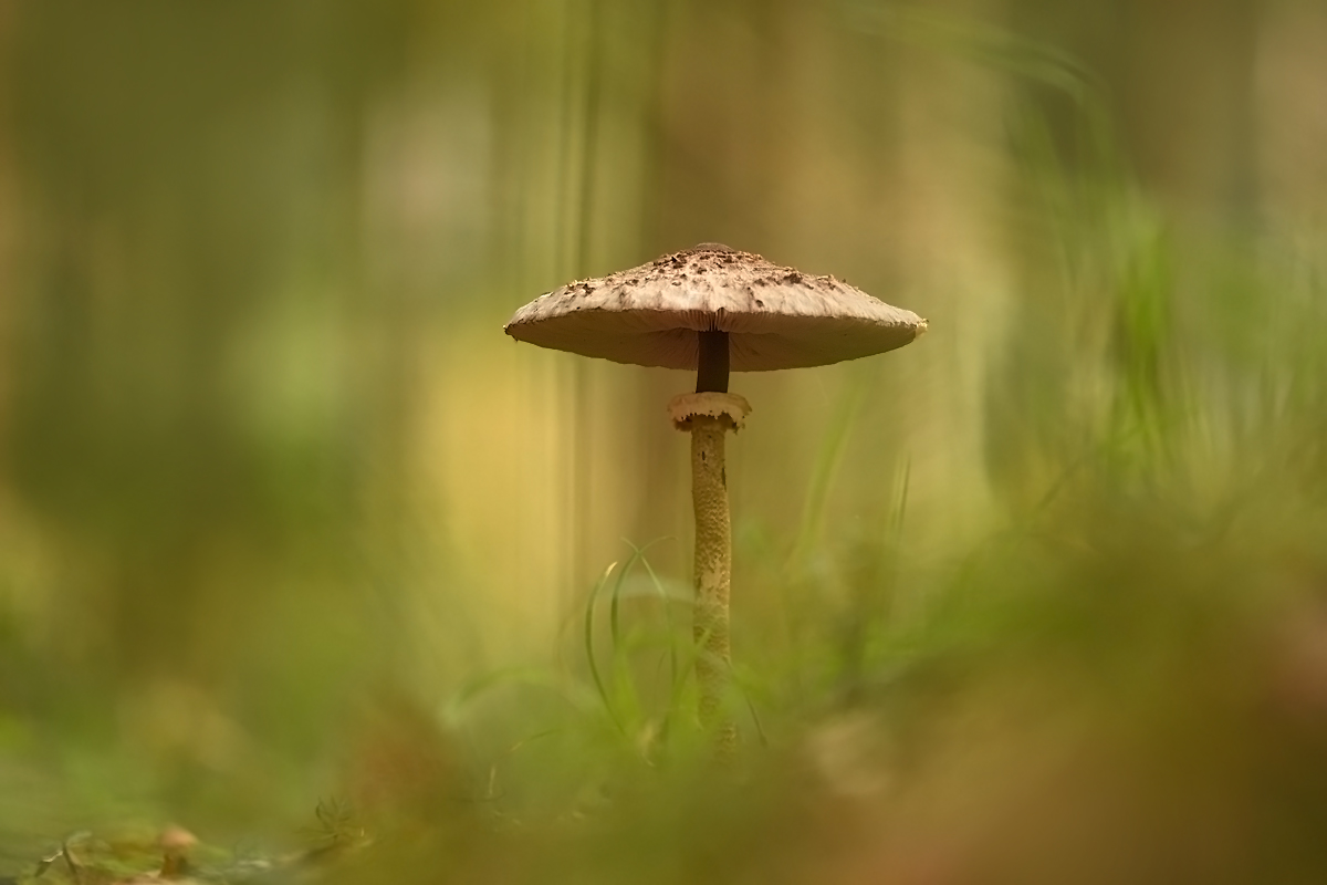 Parasol