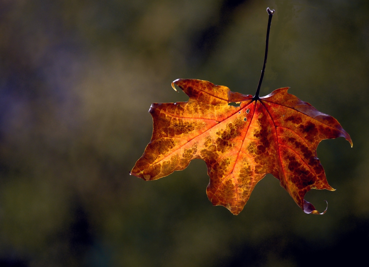 Nur ein Blatt im Wind ...