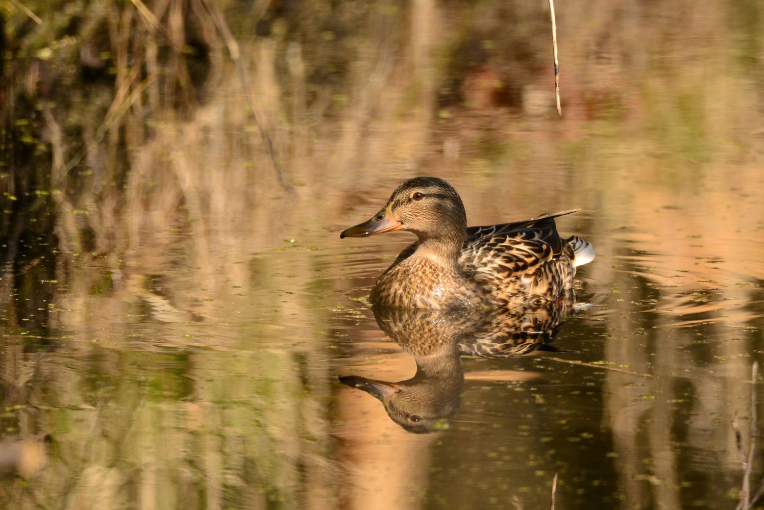 Stockente weiblich..