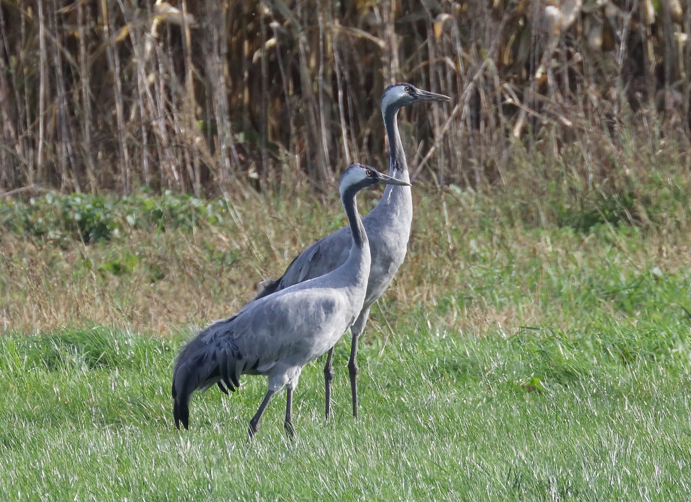 Aufmerksam