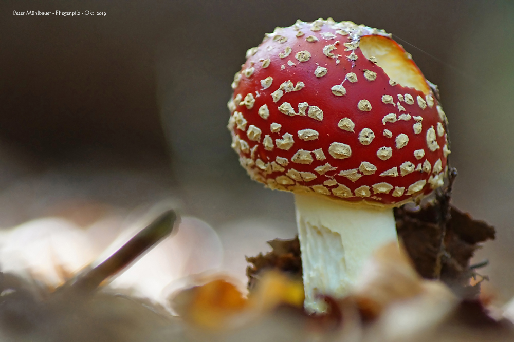 Ein roter Prinz steht im Walde..