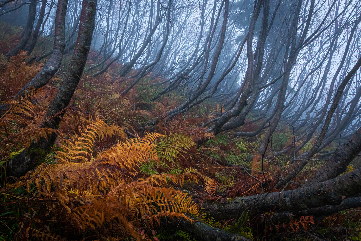 im dunklen Wald