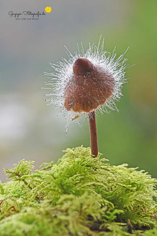 Gemeiner Helmlingsschimmel (Spinellus fusiger) ...