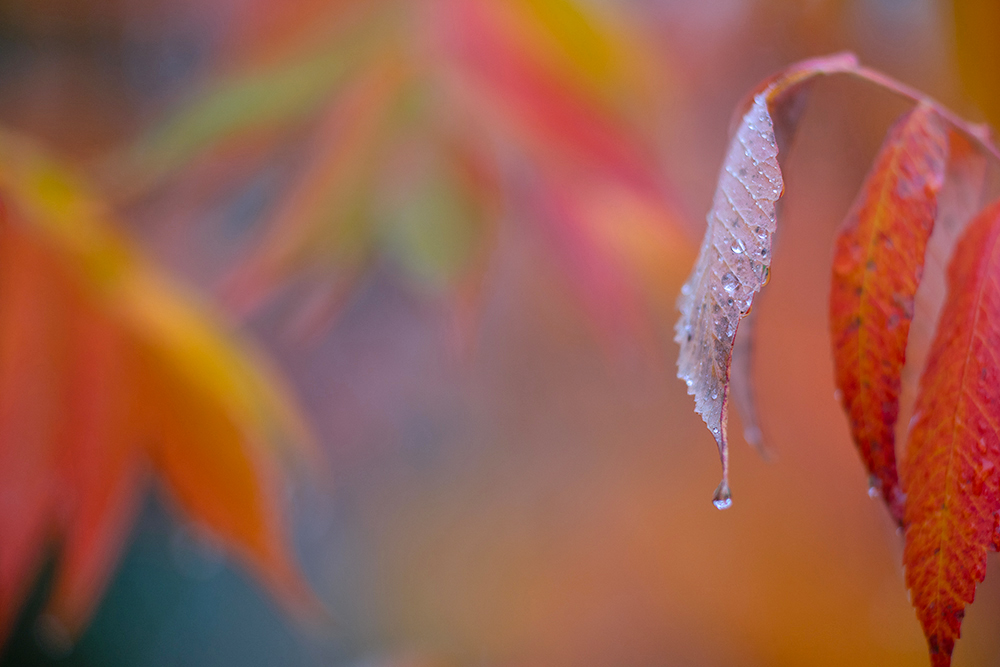 Herbstfarben