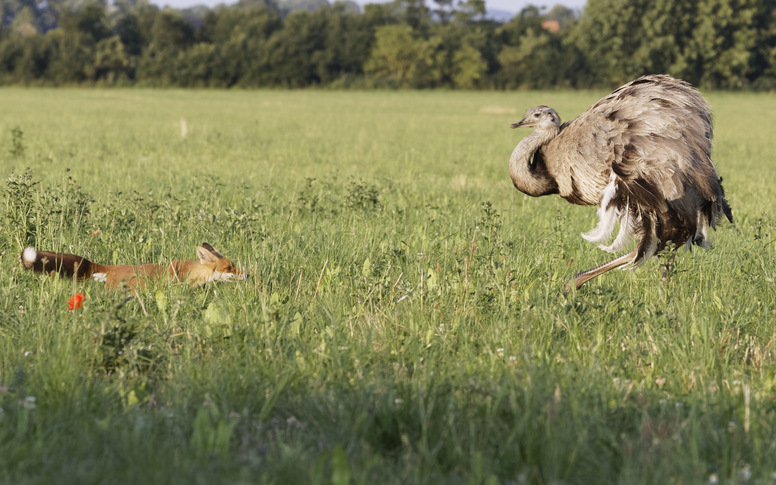 Nandu jagt jungen Fuchs II