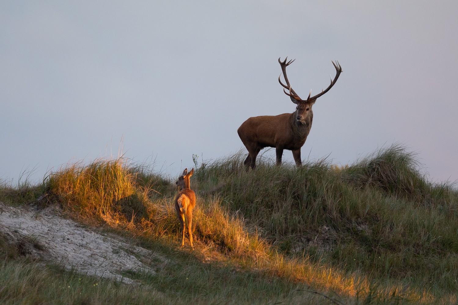 Das goldene Kalb;-)