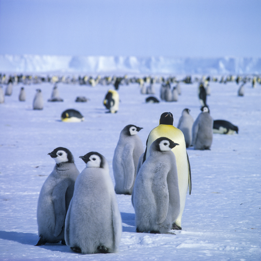 Kaiserpinguine