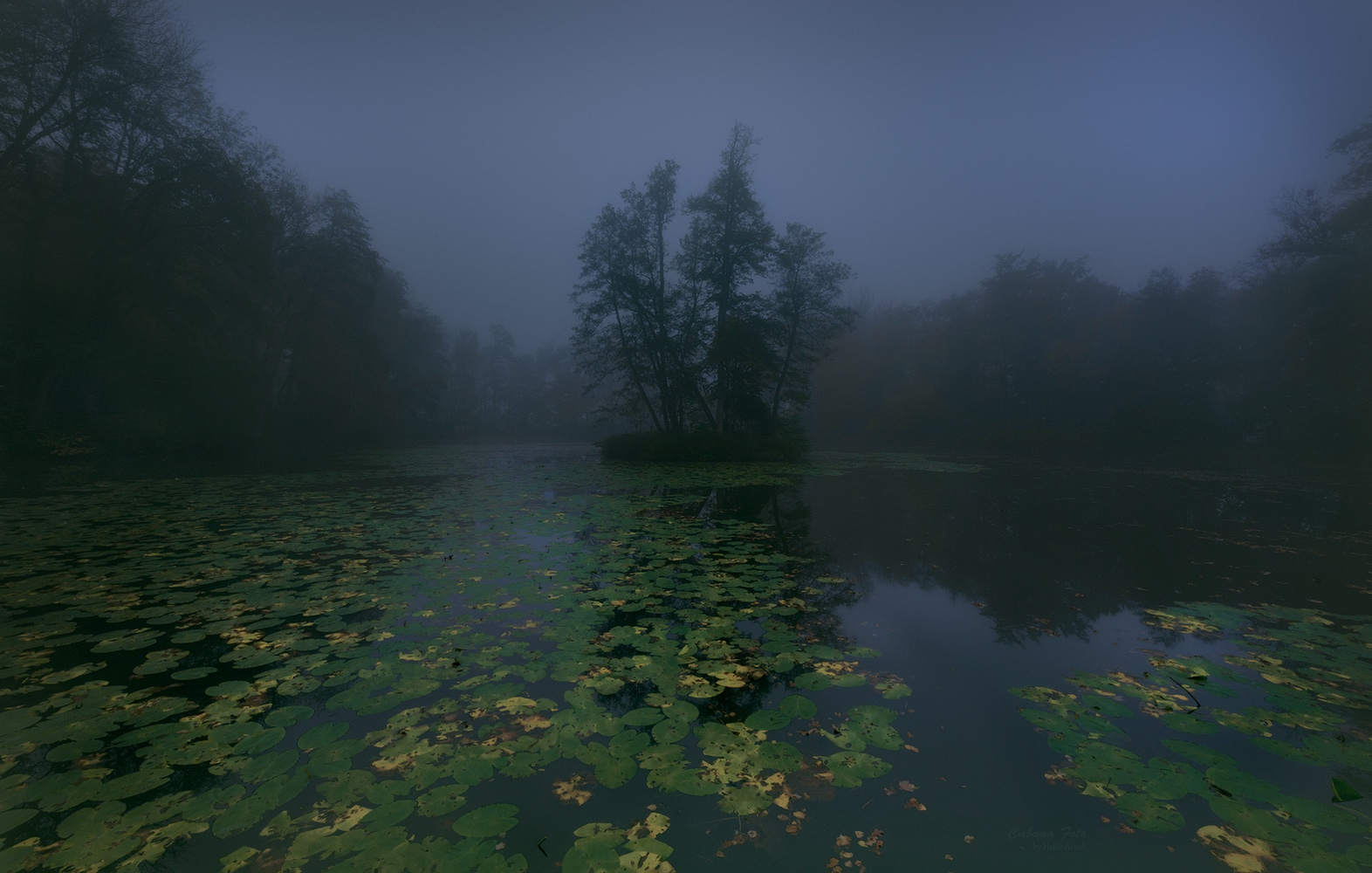 Nebliger am Teich (Forum für Naturfotografen)