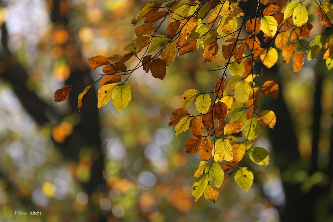 Herbstspaziergang