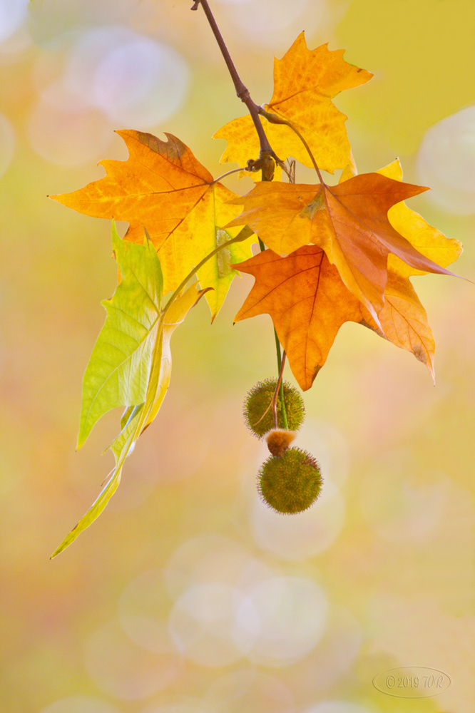 Goldener Herbst