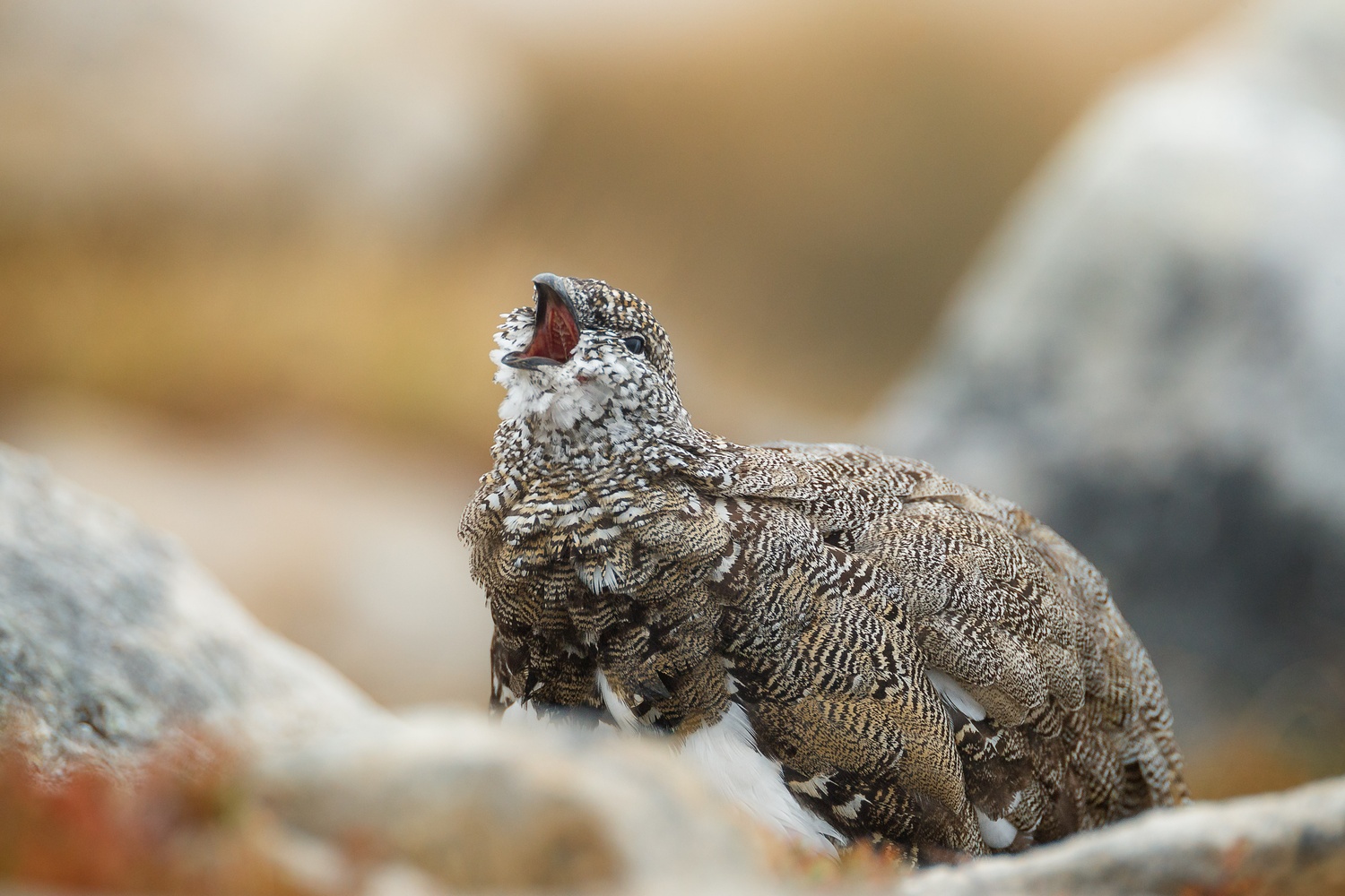 Alpenschneehuhn im Sommerkleid