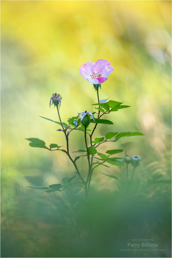 Die letzte Blüte ...