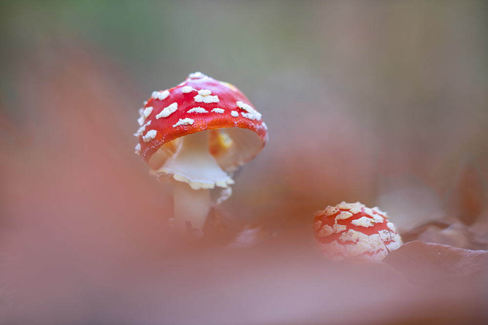 im Herbstwald