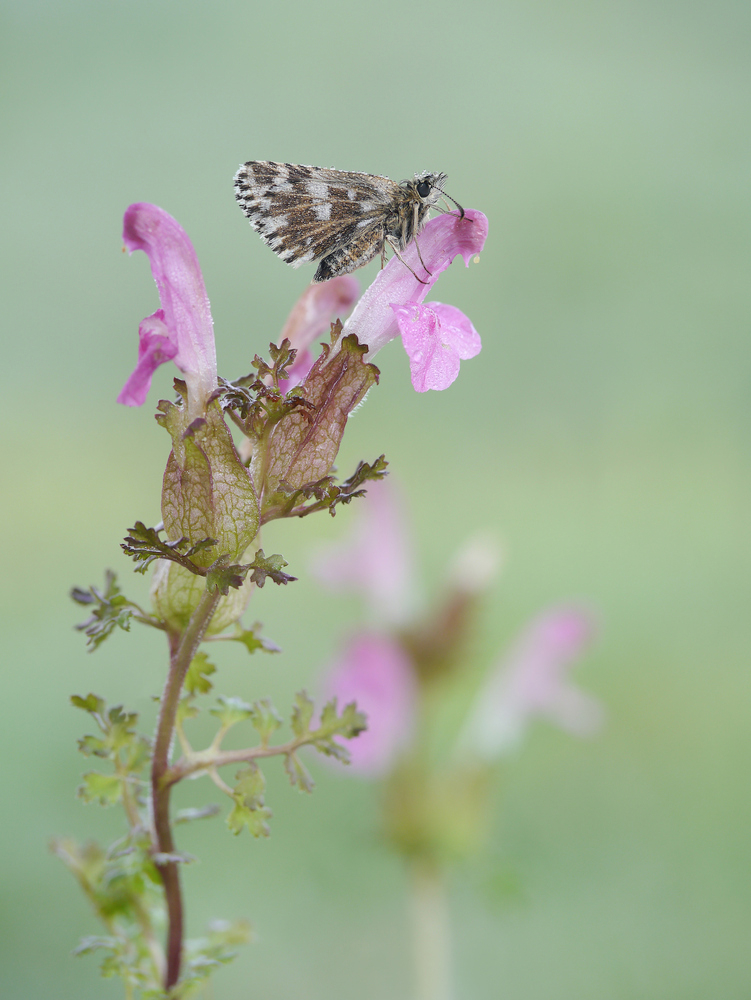 Kleiner Würfel-Dickkopffalter (Pyrgus malvae)