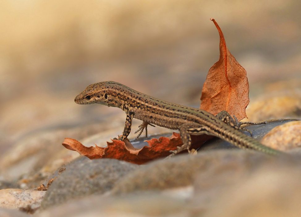 Das Blatt... (Forum für Naturfotografen)