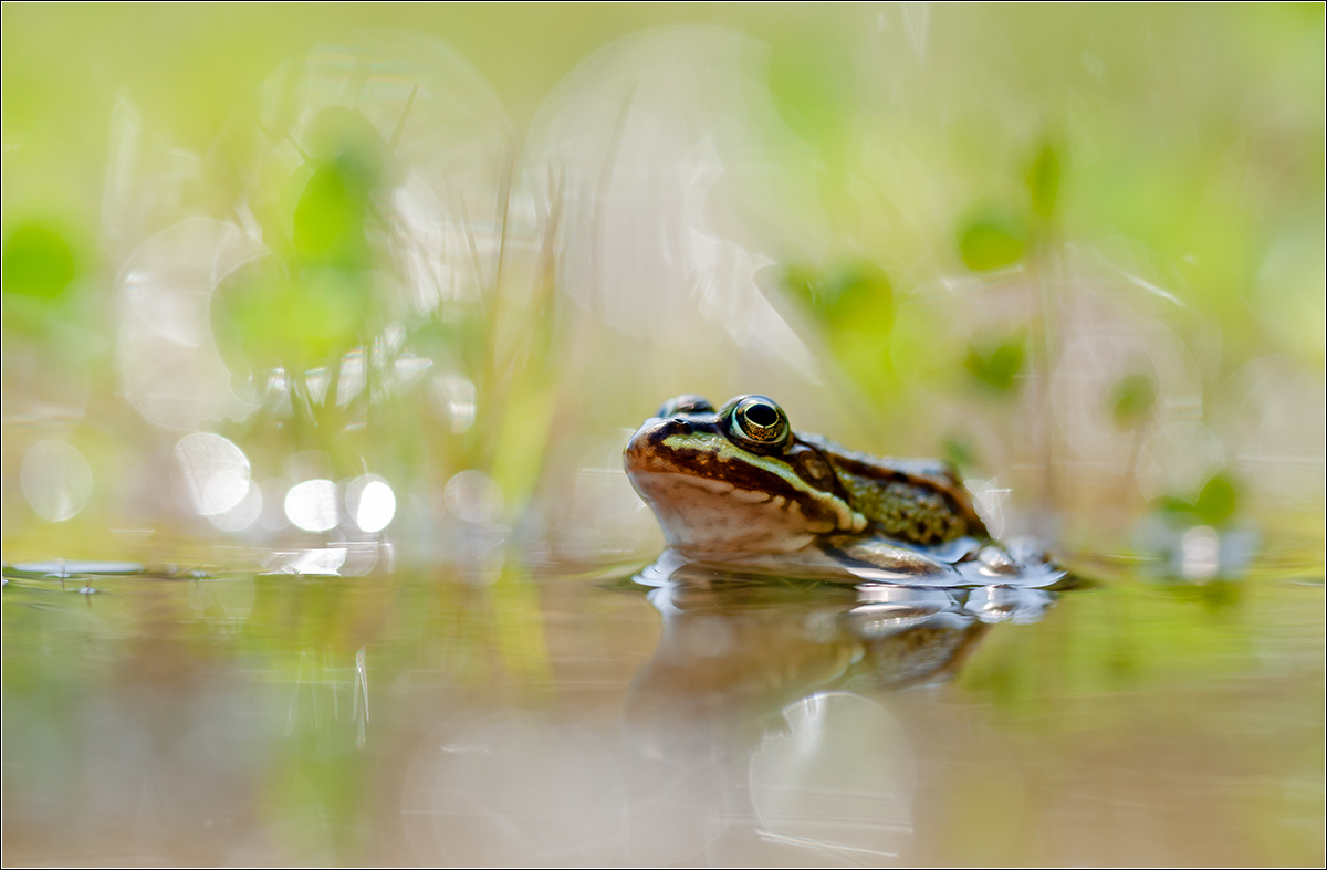 "Teichfrosch"