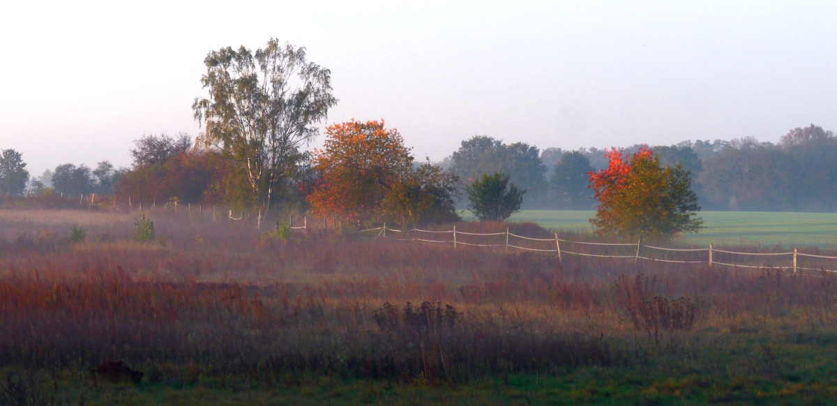 Sonnenaufgang an der Koppel