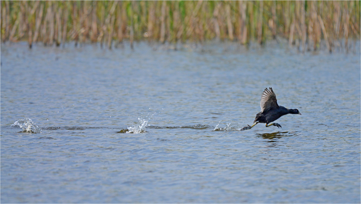 Wasserläufer