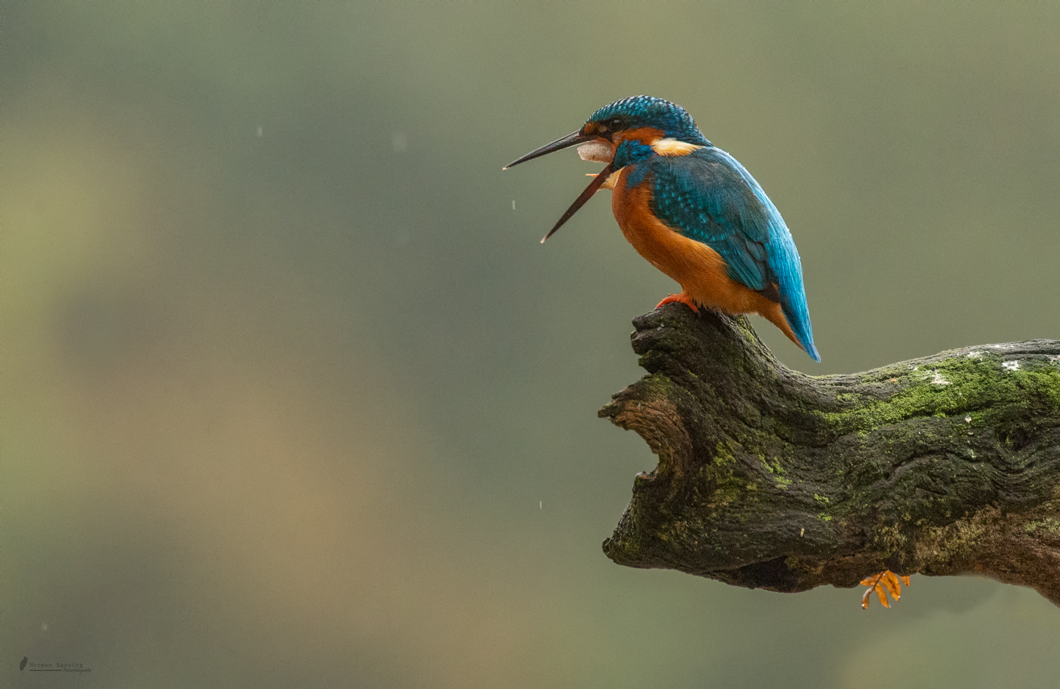 Eisvogel mit Gewölle