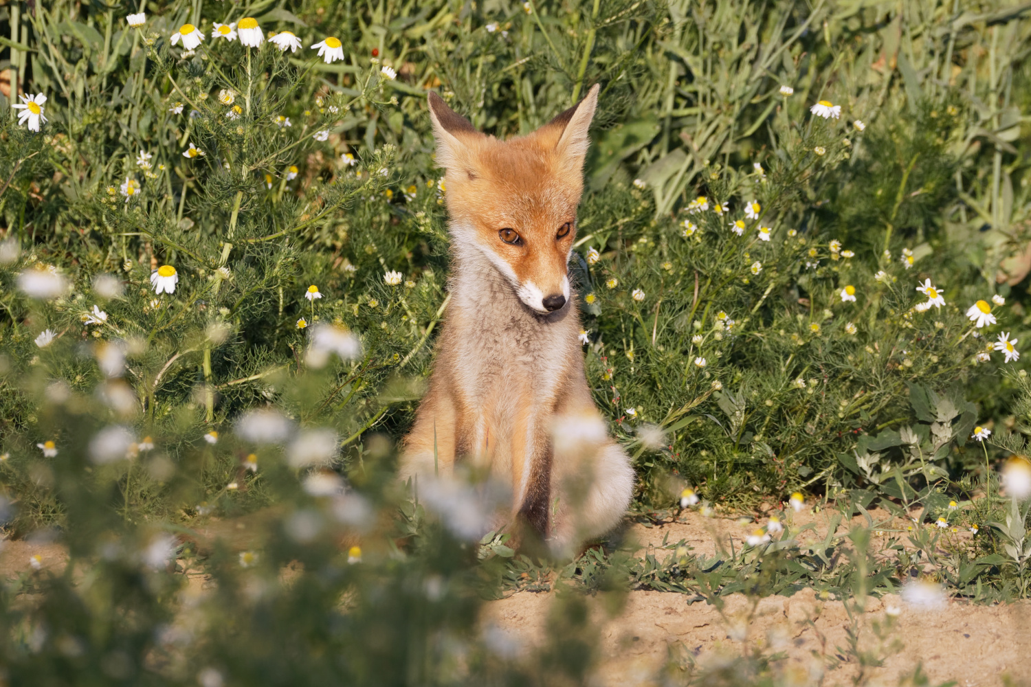 Junger Rotfuchs