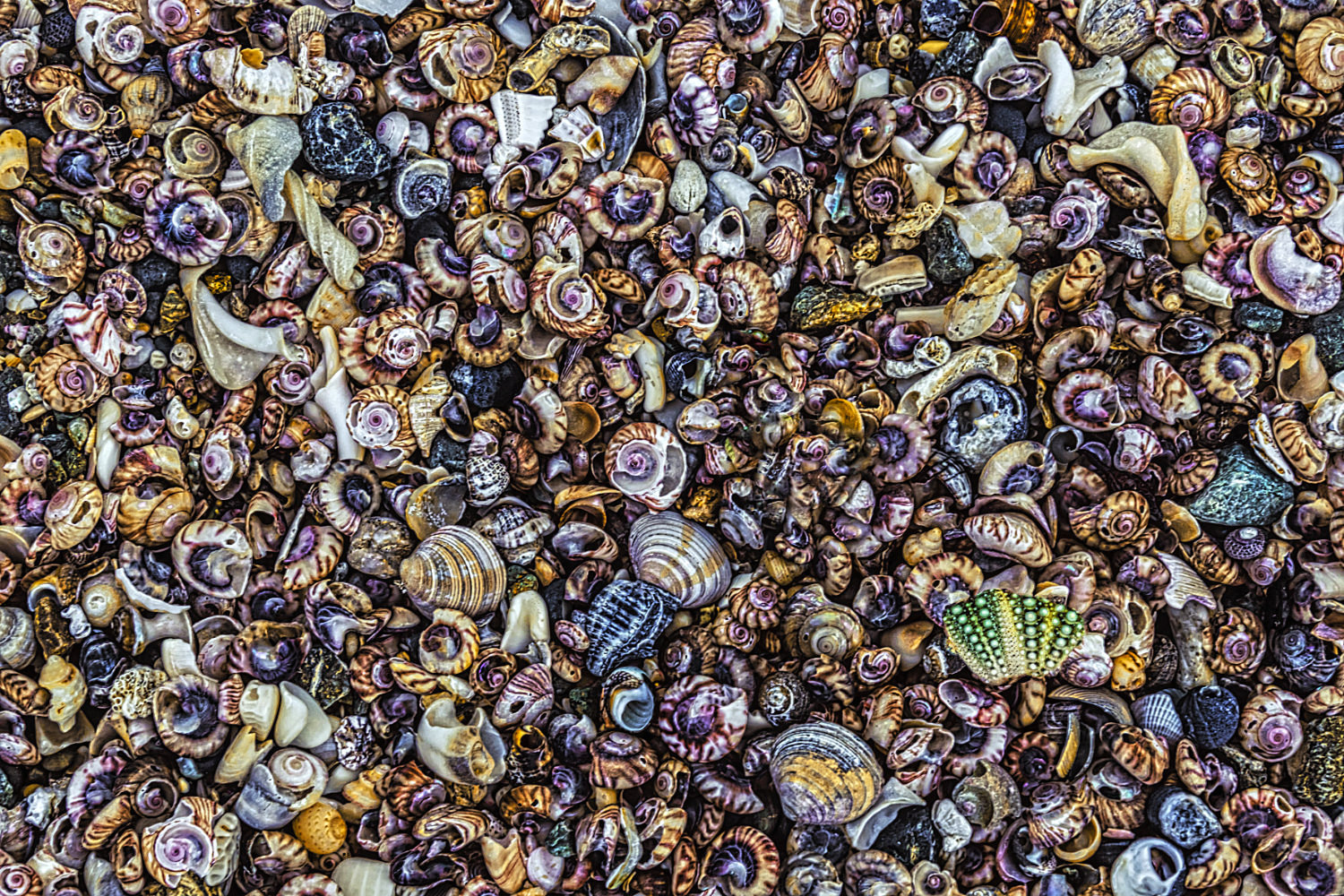 Muschelgrab