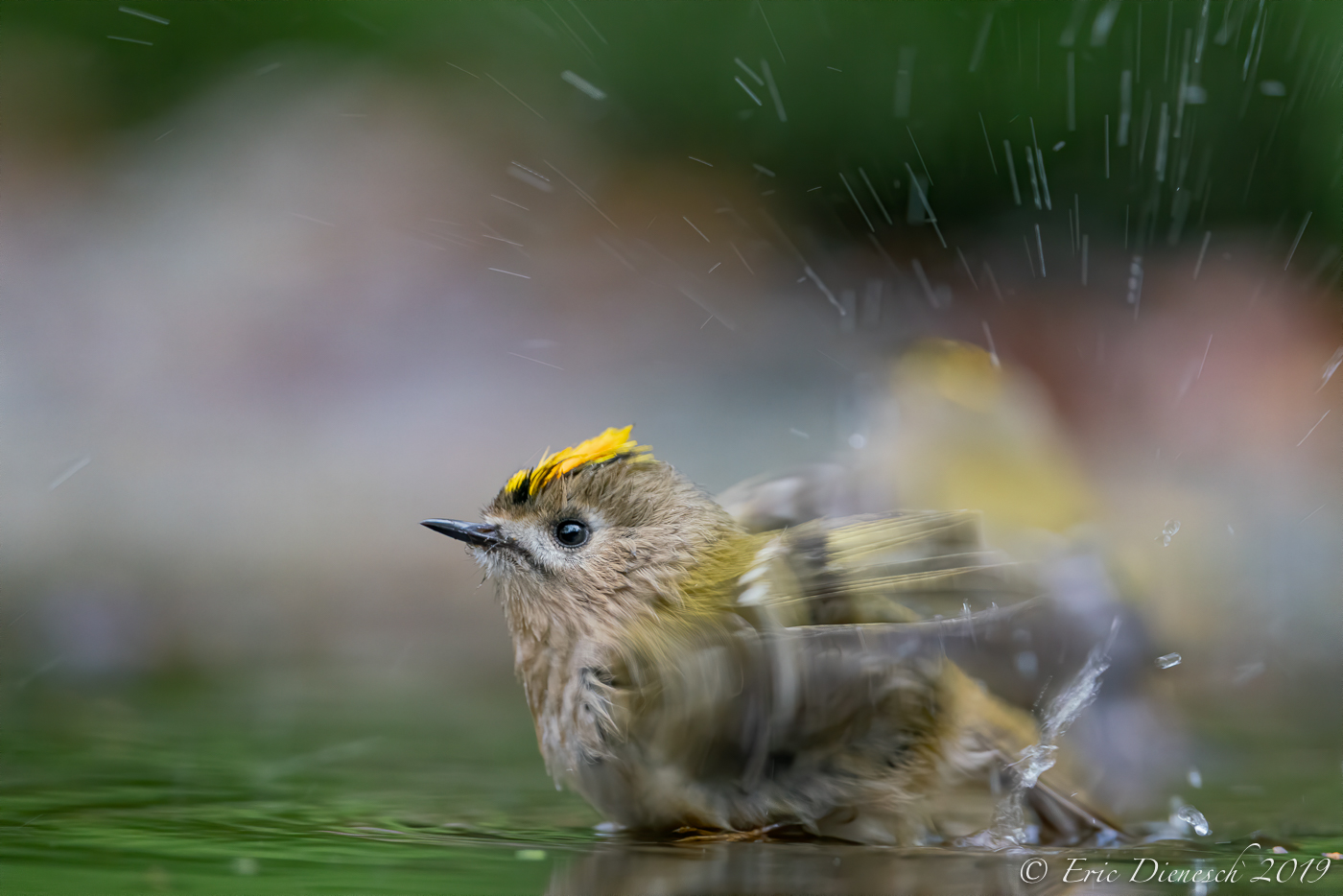 Badendes Wintergoldhähnchen