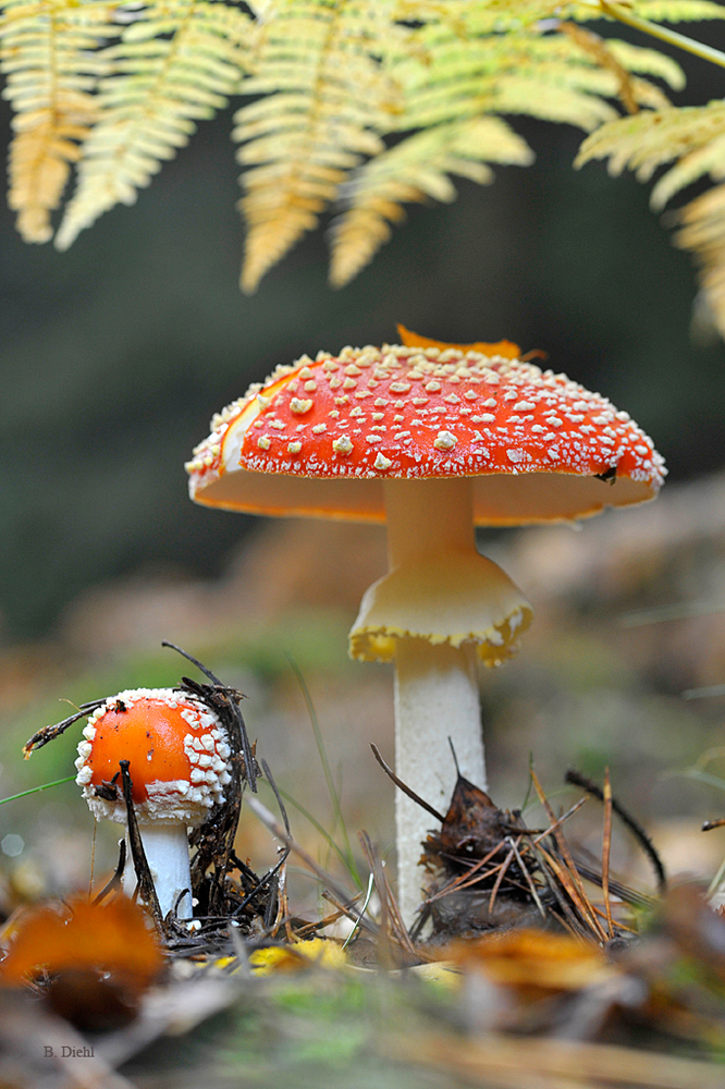 Auf Motivsuche im Herbstwald