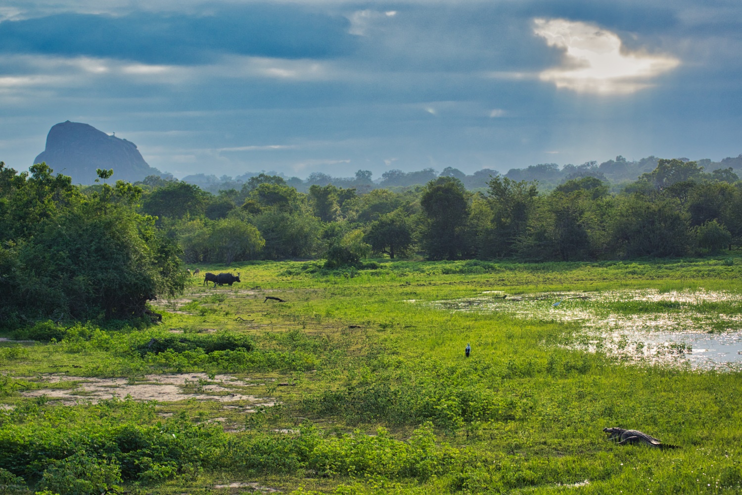 Dreierlei Fauna an Landschaft