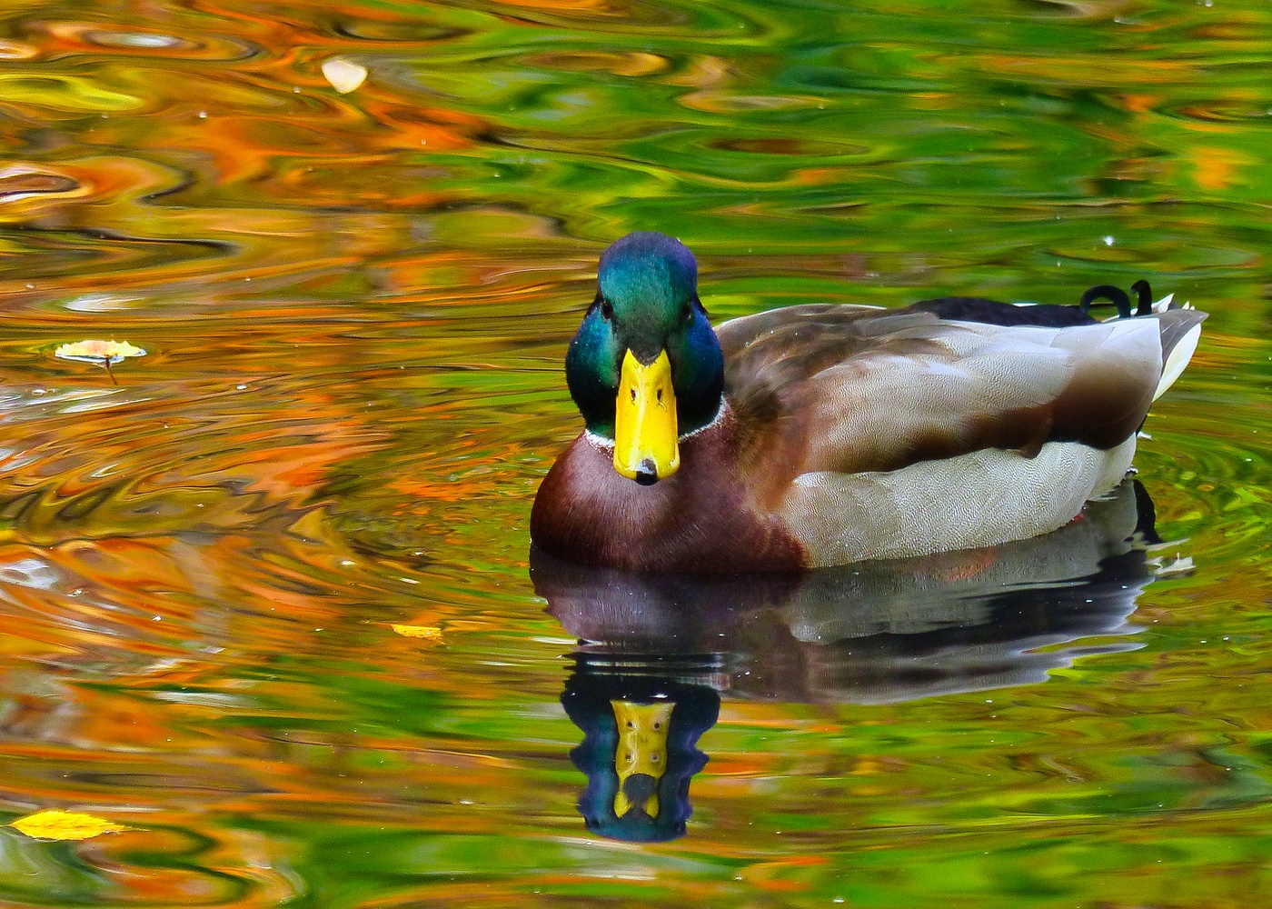 Wenn sich der Herbst im Wasser spiegelt.