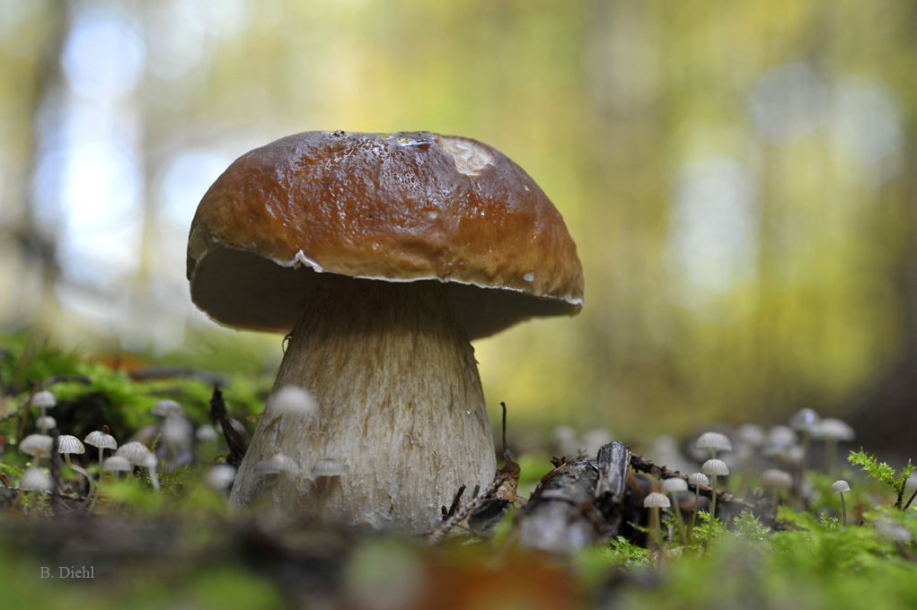 Auf Motivsuche im Herbstwald