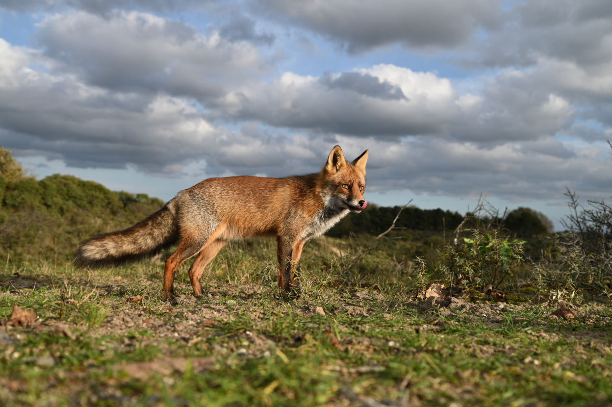 Fuchs im Abendlicht