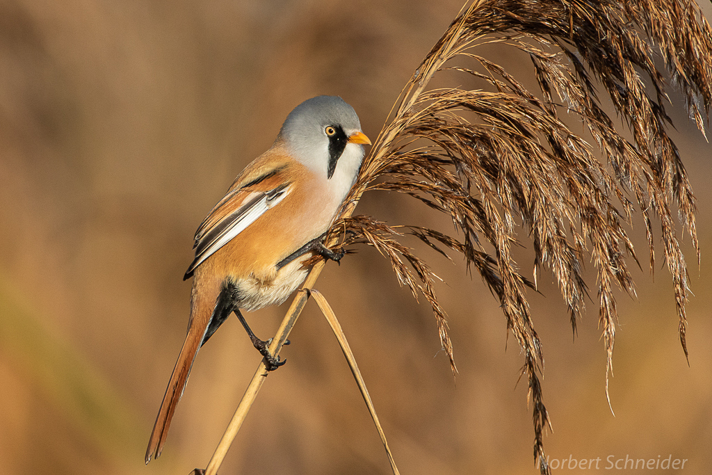 Bartmeise (Panurus biarmicus) Männchen