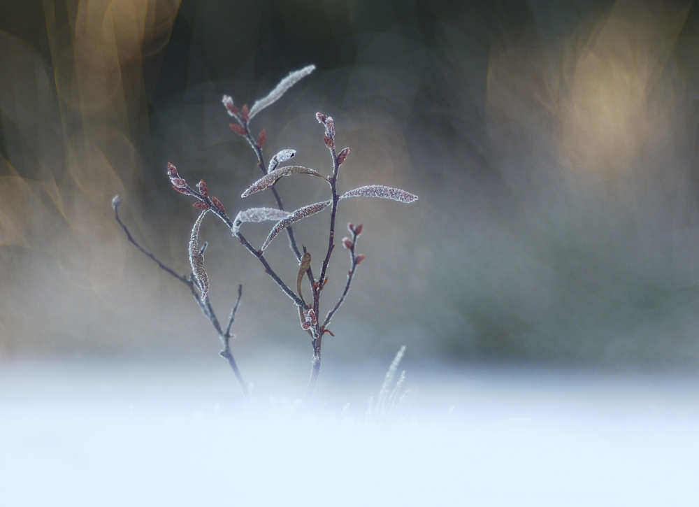 Erster Frost