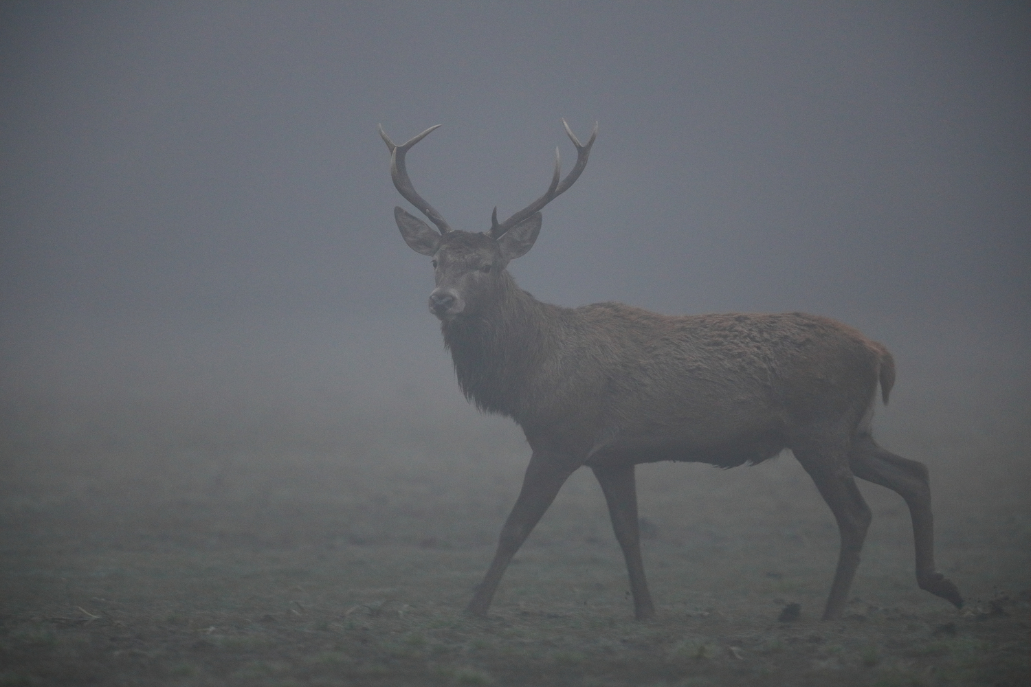 Rothirsch im Nebel