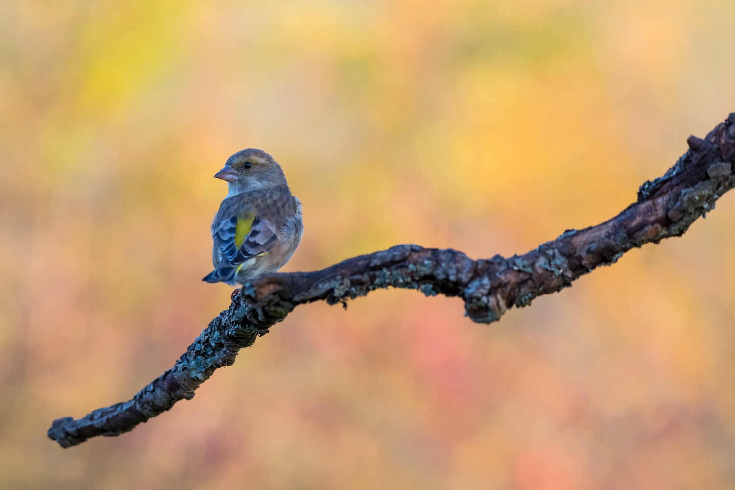 Herbst am Futterplatz