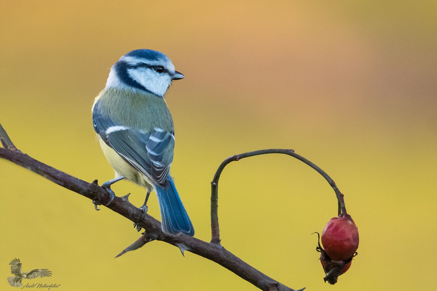 Blaumeise an Hagebutte