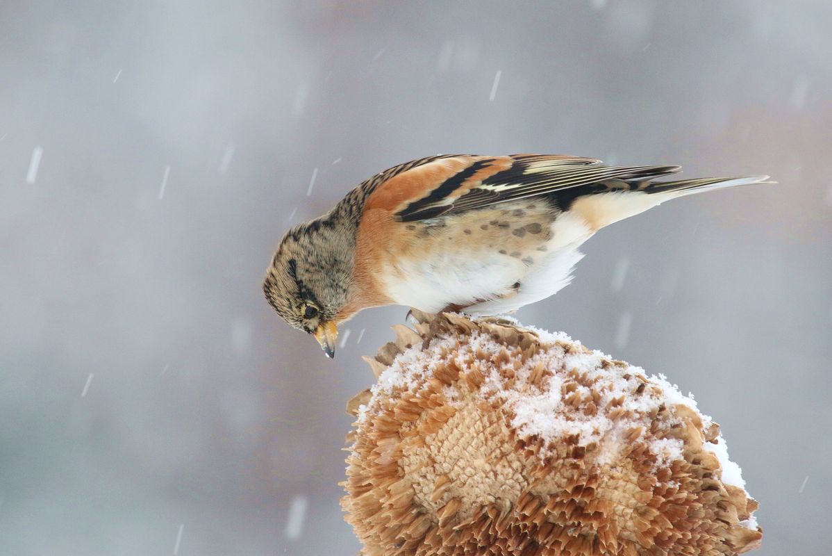 Wintergäste