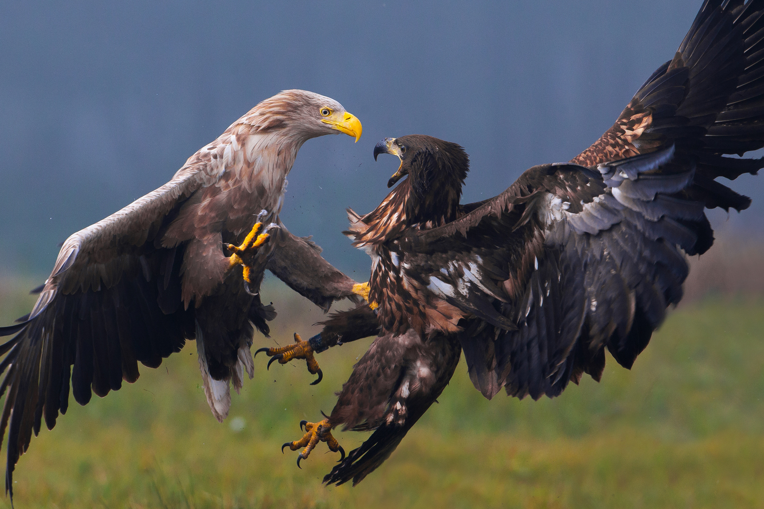 Adler-Beef