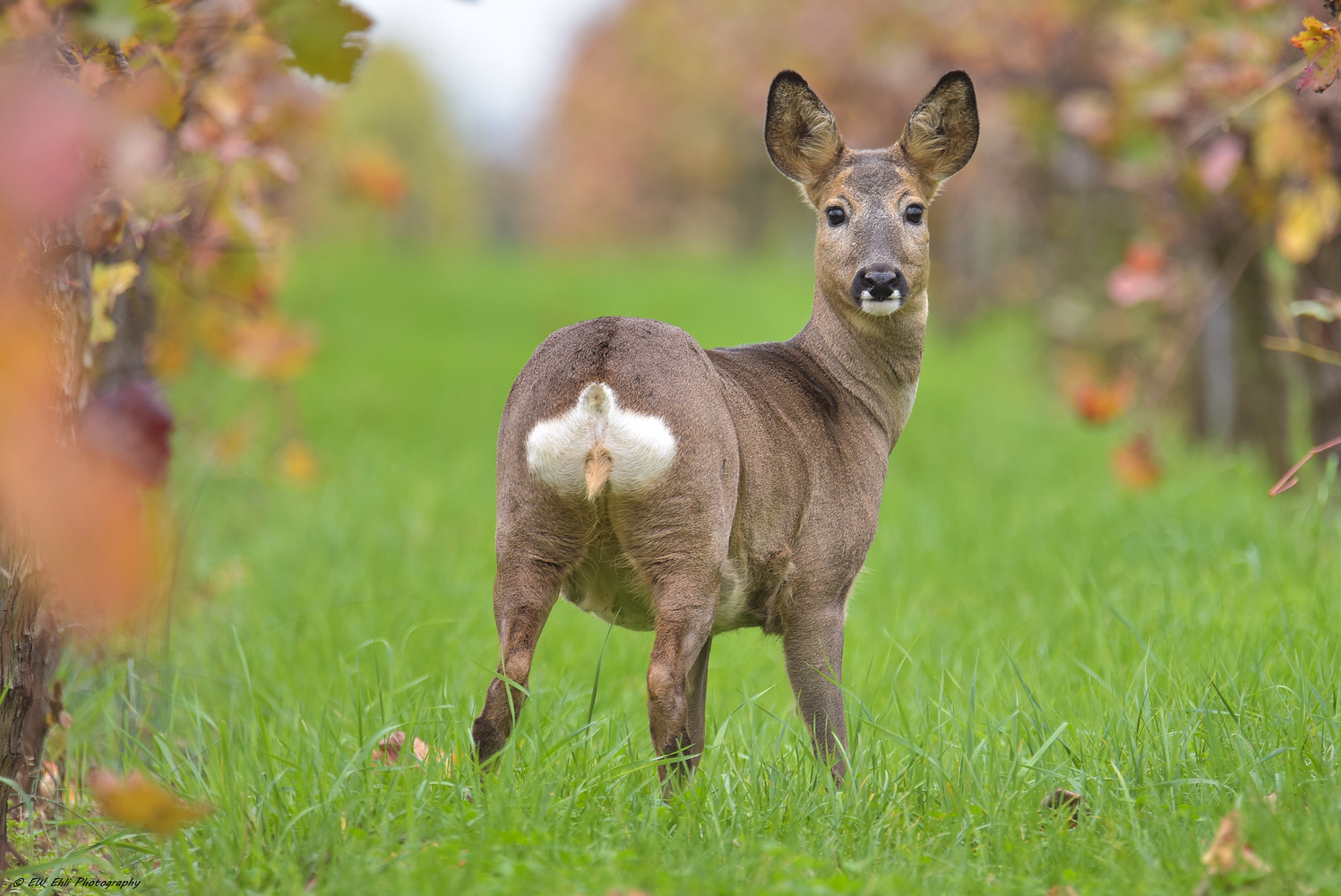 Im Herbstlichen Umfeld