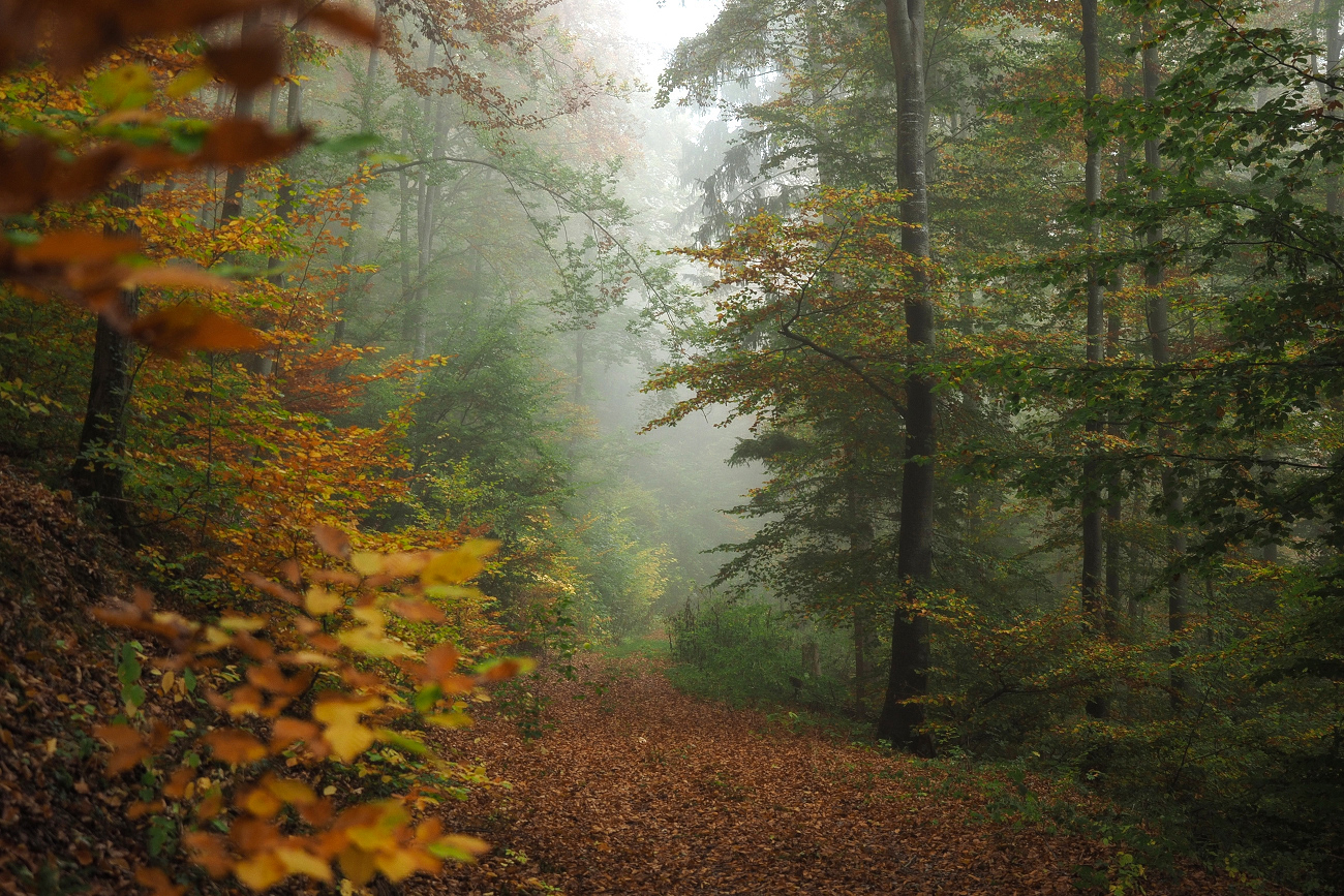 Herbstlicher Wald