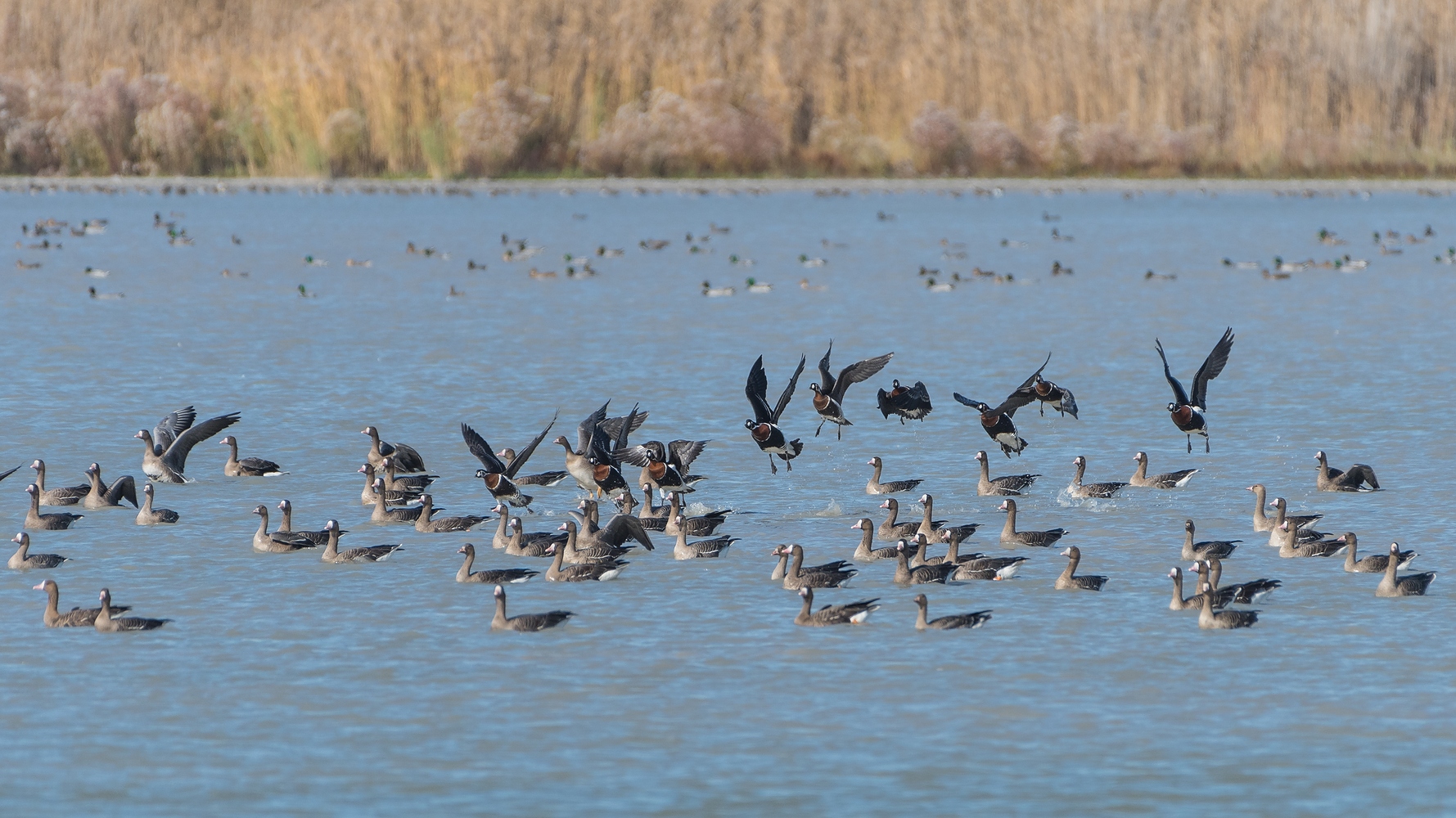 Adler im Anflug