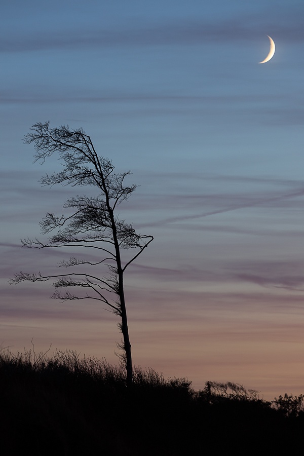 Windflüchter