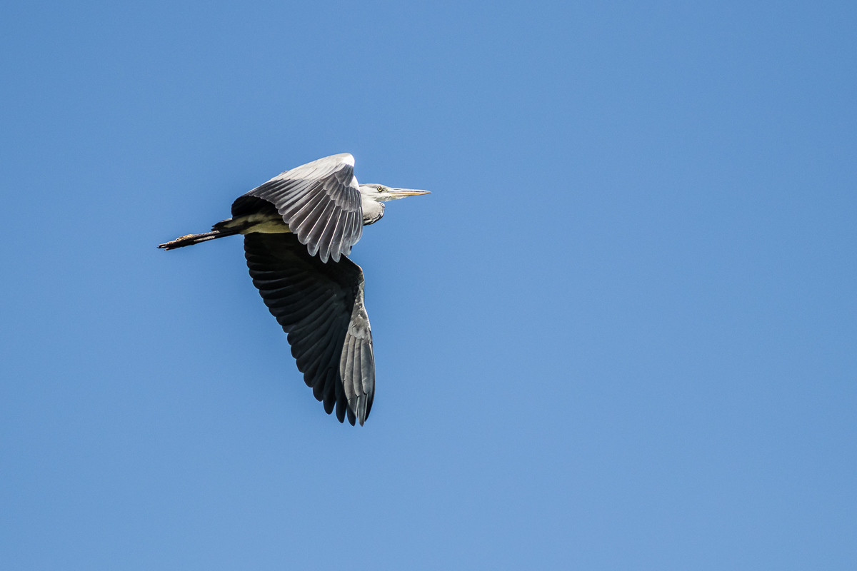 Reiher im Flug