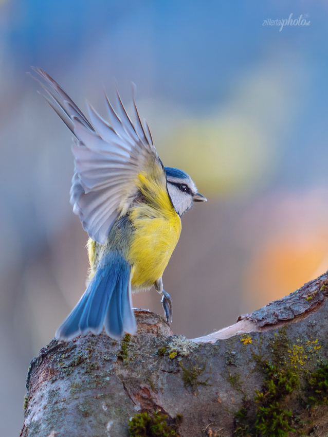 Blauer Tänzer