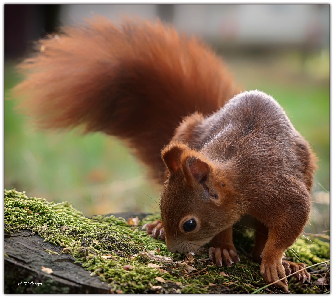 Eichhörnchen beim Verstecken der Nuss.